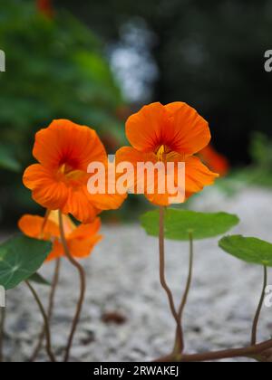 Due fiori di nasturzio arancio tangerino (Tropaeloum majus) che si stendono dritti su steli sottili contro un sentiero di ghiaia pallido Foto Stock