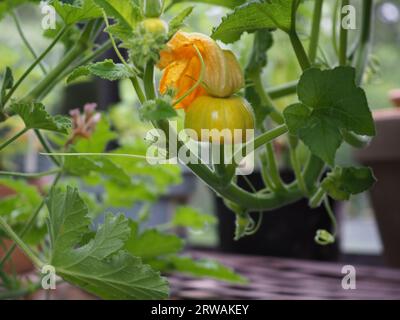 Una nuova zucca (varietà "Sweet Lightning") che cresce su una pianta di zucca con il fiore ancora attaccato in una serra britannica in estate/inizio autunno Foto Stock