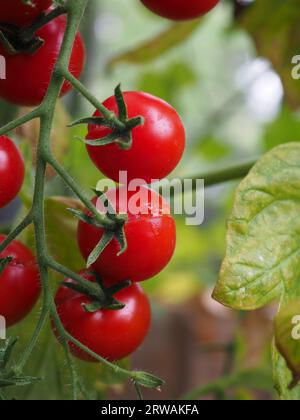 Primo piano di un pomodoro ciliegia troppo maturo sulla vite con una spaccatura o una crepa nella pelle - un problema di giardinaggio della serra causato dall'eccessiva irrigazione Foto Stock