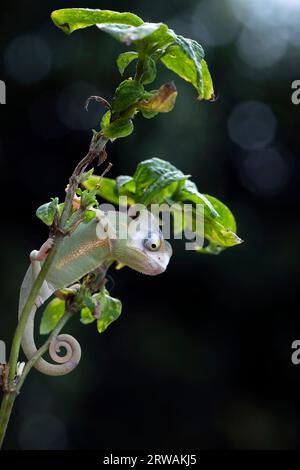 Giovani Piebald velato camaleonte su una pianta, Indonesia Foto Stock