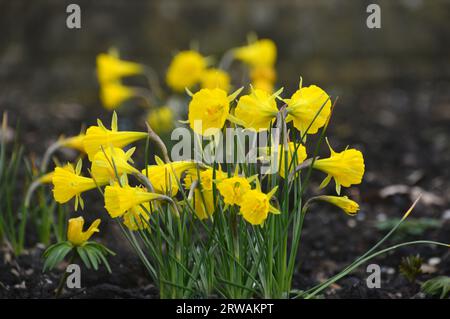 Piccoli narcisi Petticoat gialli 'Narcissus Bulbocodium' coltivati nella casa in the Alpine presso RHS Garden Harlow Carr, Harrogate, Yorkshire, Inghilterra, Regno Unito Foto Stock