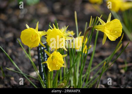 Piccoli narcisi Petticoat gialli 'Narcissus Bulbocodium' coltivati nella casa in the Alpine presso RHS Garden Harlow Carr, Harrogate, Yorkshire, Inghilterra, Regno Unito Foto Stock