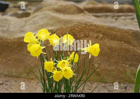 Piccoli narcisi Petticoat gialli 'Narcissus Bulbocodium' coltivati nella casa in the Alpine presso RHS Garden Harlow Carr, Harrogate, Yorkshire, Inghilterra, Regno Unito Foto Stock