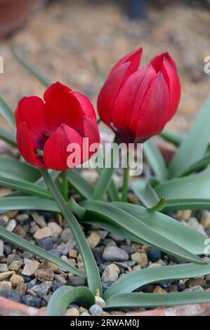 Piccoli fiori Red Dwarf Tulip Tulip (Tulipa humilis 'Lilliput') coltivati nella Alpine House a RHS Garden Harlow Carr, Harrogate, Yorkshire, Inghilterra, Regno Unito Foto Stock