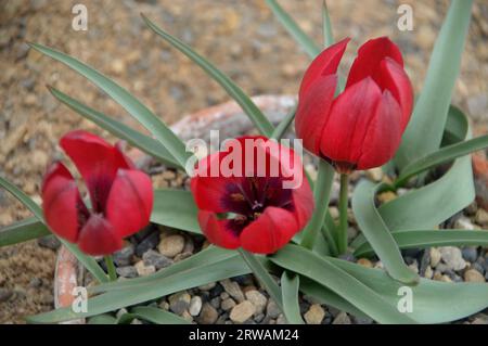 Piccoli fiori Red Dwarf Tulip Tulip (Tulipa humilis 'Lilliput') coltivati nella Alpine House a RHS Garden Harlow Carr, Harrogate, Yorkshire, Inghilterra, Regno Unito Foto Stock