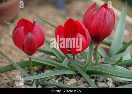 Piccoli fiori Red Dwarf Tulip Tulip (Tulipa humilis 'Lilliput') coltivati nella Alpine House a RHS Garden Harlow Carr, Harrogate, Yorkshire, Inghilterra, Regno Unito Foto Stock