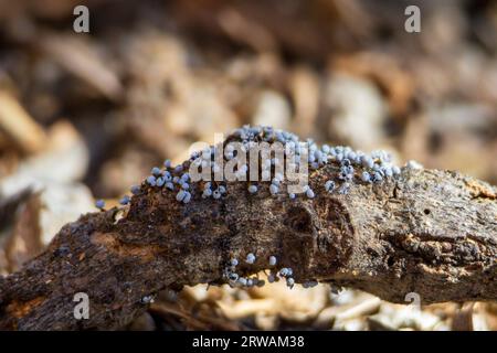 Album Physarum, Slime Mold Foto Stock
