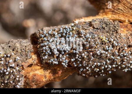 Album Physarum, Slime Mold Foto Stock