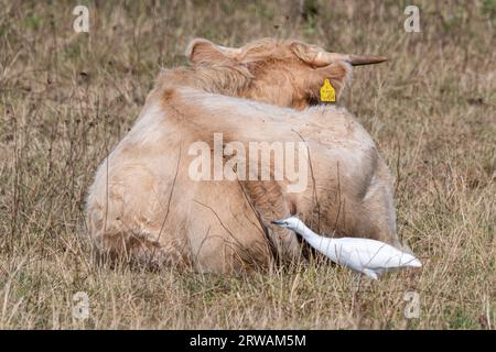 Allevamento di bestiame (Bubulcus ibis) comportamento tipico nutrirsi di invertebrati tra mucche, Farlington Marshes Nature Reserve, Hampshire, Inghilterra, Regno Unito Foto Stock