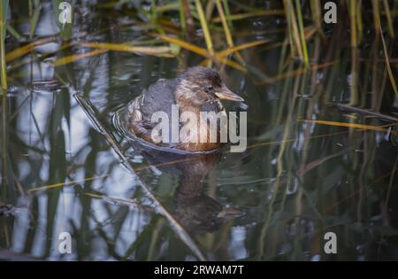 Un primo piano di un piccolo grebe, il Tachybaptus ruficollis, mentre nuota nelle canne. Ha piume bagnate. C'è spazio per la copia Foto Stock