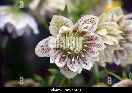 Crema con Perle Speckles doppio Hellebore (rosa quaresimale) fiori 'Helleborus x hybridus' coltivati in un confine al RHS Garden Harlow Carr, Harrogate Foto Stock