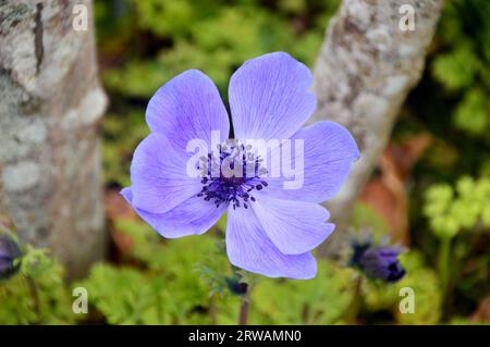 Singolo Mauve/Lilic Anemone coronaria 'Poppy Anemone' Flower Grown in a Flower Border presso RHS Garden Harlow Carr, Harrogate, Yorkshire, Inghilterra, Regno Unito Foto Stock