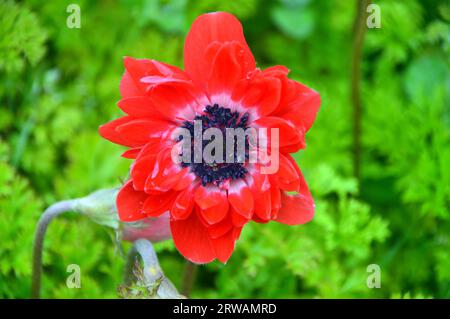 Singolo Red Anemone coronaria 'Poppy Anemone' Flower Grown in a Flower Border presso RHS Garden Harlow Carr, Harrogate, Yorkshire, Inghilterra, Regno Unito Foto Stock