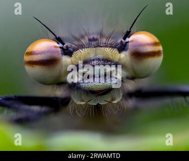 Primo piano del grande Damselfly rosso (Pyrrhosoma nymphula). Tipperary, Irlanda Foto Stock