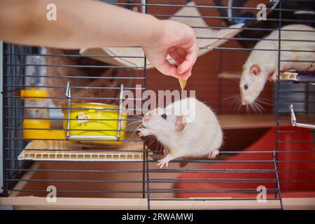 Topi nelle mani umane. Due piccoli topi decorativi escono dalla gabbia nelle mani di un bambino Foto Stock