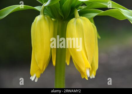 Fritillaria Imperialis (Fritillaria Imperialis) Single Yellow Crown (Fritillaria Imperialis) coltivata in un confine fiorito presso RHS Garden Harlow Carr, Harrogate, Yorkshire, Inghilterra, Regno Unito Foto Stock