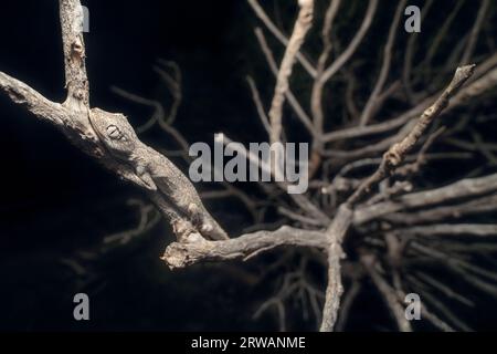 Primo piano di un geco selvaggio dalla coda spinosa settentrionale (Strophurus ciliaris) mimetizzato su un ramo di notte, in Australia Foto Stock