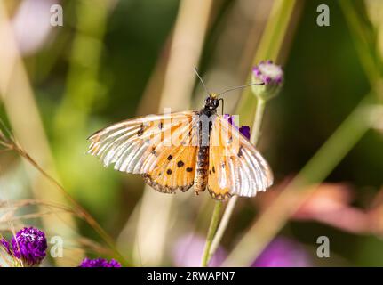 L'anteriore traslucido e i colori apocalmatici del Giardino Acraea sono un buon mezzo per identificare questa comune farfalla. Foto Stock