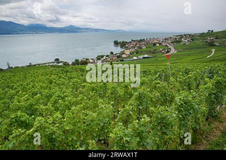 LOSANNA, SVIZZERA, meravigliosi vigneti terrazzati di Lavaux sul lago Leman Foto Stock