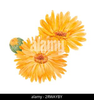 Boquet di calendula officinalis acquerello illustrazioni disegnate a mano. Elementi botanici per etichette, prodotti ecologici, tessuti, erbe naturali Foto Stock