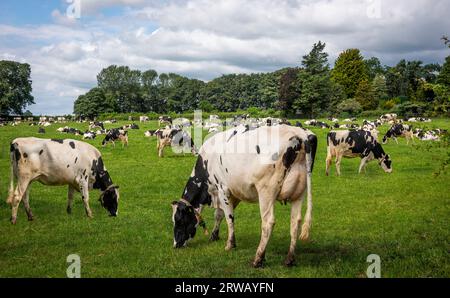 Una proliferazione di vacche da latte della Frisona Holstein in un campo nell'East Yorkshire, Regno Unito Foto Stock