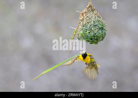 tessitore del villaggio (Ploceus cuccullatus) che vola con l'erba per costruire il nido, il Parco Nazionale di Kruger, Mpumalanga, Sudafrica. Foto Stock