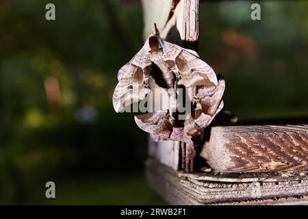 Smerinthus jamaicensis, un accoppiamento di due farfalle della famiglia Sphingidae Foto Stock