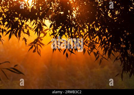 i raggi nascenti del sole si infrangono tra gli alberi Foto Stock