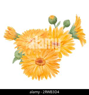 Boquet di calendula officinalis acquerello illustrazioni disegnate a mano. Elementi botanici per etichette, prodotti ecologici, tessuti, erbe naturali Foto Stock