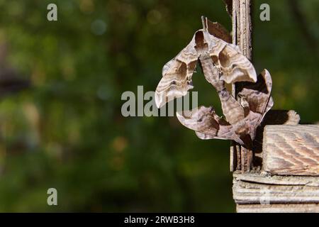 Smerinthus jamaicensis, un accoppiamento di due farfalle della famiglia Sphingidae, Copy space. Foto Stock