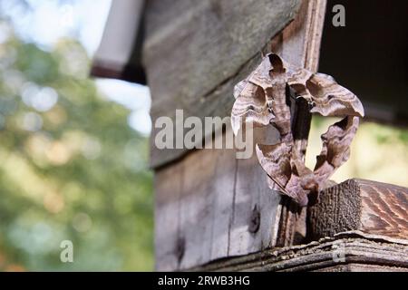 Smerinthus jamaicensis, un accoppiamento di due farfalle della famiglia Sphingidae Foto Stock