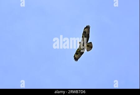 Una buzzard comune (Buteo buteo) vola in alto. Foto Stock