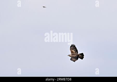 Una buzzard comune (Buteo buteo) vola in alto. Foto Stock