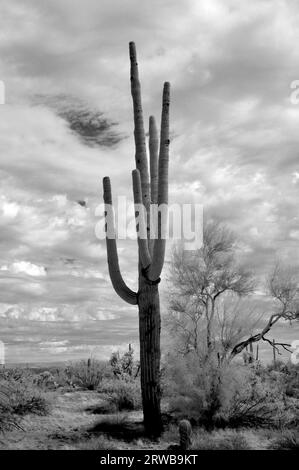 Il deserto di sonora nell'Arizona centrale a infrarossi degli Stati Uniti con il saguaro e il cactus di cholla Foto Stock