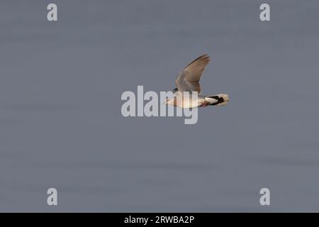 Colomba di tartaruga europea (Streptopelia turtur) volando Snettisham Norfolk settembre 2023 Foto Stock