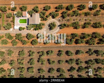 Vista aerea aerea dei campi di ulivo vicino a Las Navas de Tolosa (Jaén, Andalusia, Spagna). Esempio: Vista aérea cenital de campos de olivos cerca de las Foto Stock