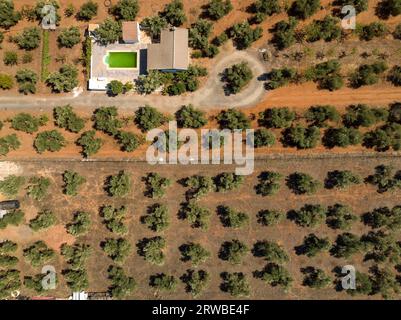 Vista aerea aerea dei campi di ulivo vicino a Las Navas de Tolosa (Jaén, Andalusia, Spagna). Esempio: Vista aérea cenital de campos de olivos cerca de las Foto Stock