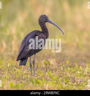 Glossy ibis (Plegadis falcinellus) foraggiando erba nella riserva naturale del delta dell'Ebro, Catalogna, Spagna. Foto Stock