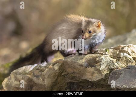 Wid faina (Martes foina) sul log in habitat naturale di notte. Questo piccolo predatore notturno è indispensabile per l'equilibrio ecologico di un ce Foto Stock