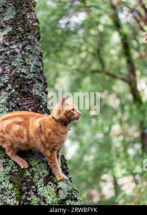 Ginger Cat esplora i boschi autunnali Foto Stock