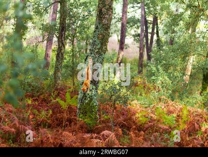 Ginger Cat esplora i boschi autunnali Foto Stock