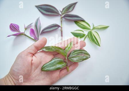 Una serie di fette di piante da casa di trade scantia di diverse varietà. Quadricolore thailandese in primo piano Foto Stock