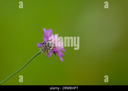 Un'ape selvatica su un fiore Foto Stock