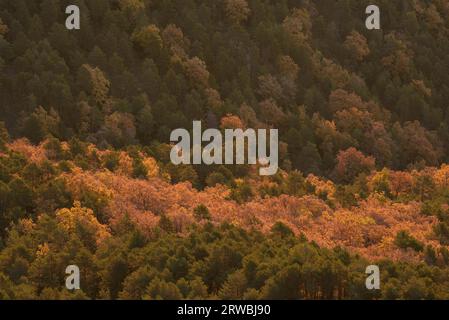 Alba e prima luce nella foresta della valle del Vall de Lord, con colori autunnali (Solsonès, Lleida, Catalogna, Spagna, Pirenei) Foto Stock