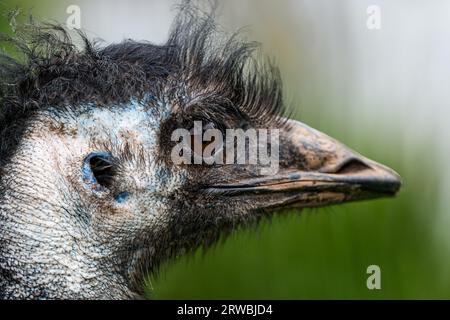 Primo piano della testa e degli occhi dell'uem (Dromaius novaehollandiae), dell'Orto degli uccelli, della Scozia, di Oxton, della Scozia, REGNO UNITO Foto Stock