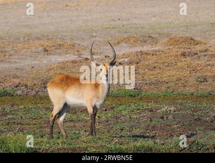 I lechwe rossi sono originari dell'Africa meridionale e vivono e si nutrono in zone umide poco profonde e paludose. Foto Stock