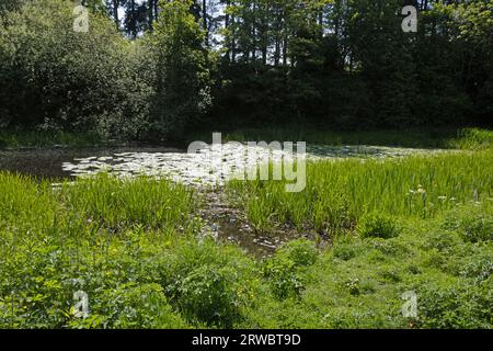 Vecchia funivia ora sentiero pedonale e riserva naturale che collega Bamber Bridge al fiume Ribble a Preston Lancashire Inghilterra Foto Stock