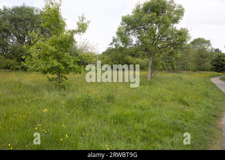 Vecchia funivia ora sentiero pedonale e riserva naturale che collega Bamber Bridge al fiume Ribble a Preston Lancashire Inghilterra Foto Stock