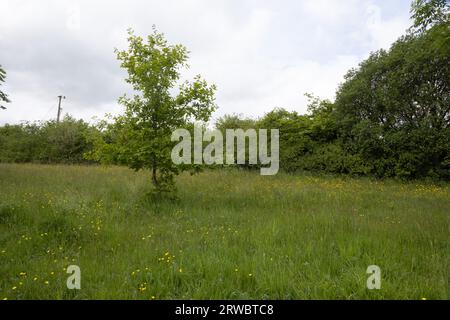 Vecchia funivia ora sentiero pedonale e riserva naturale che collega Bamber Bridge al fiume Ribble a Preston Lancashire Inghilterra Foto Stock