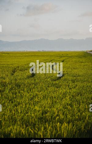 A contrasto tra le basse risaie e le alte montagne sullo sfondo del cielo nuvoloso Foto Stock